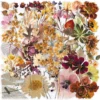 Dried Flower Specimen Stickers (50 pcs)